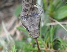 09 Bei Bewegung zuengelt sie staendig